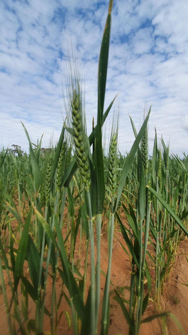 1719 New Well Road Waikerie SA 5330