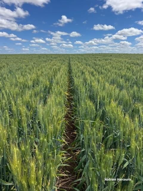 259 Goatcher Road Dalwallinu WA 6609