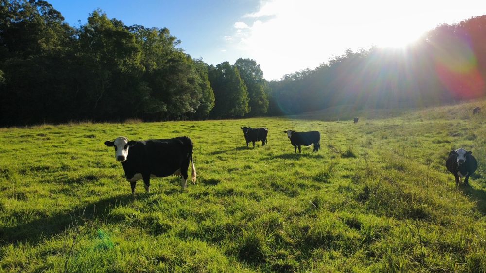 486 North Branch Rd Upsalls Creek NSW 2439