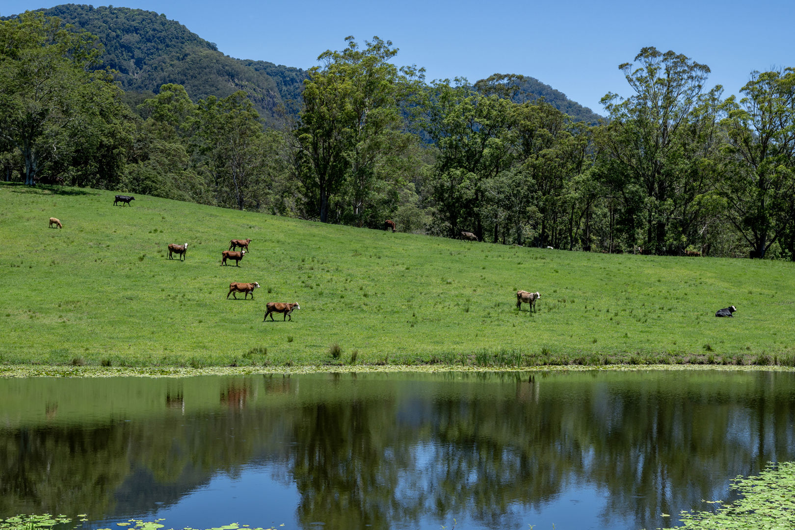 148 Pine Log Road Doon Doon NSW 2484
