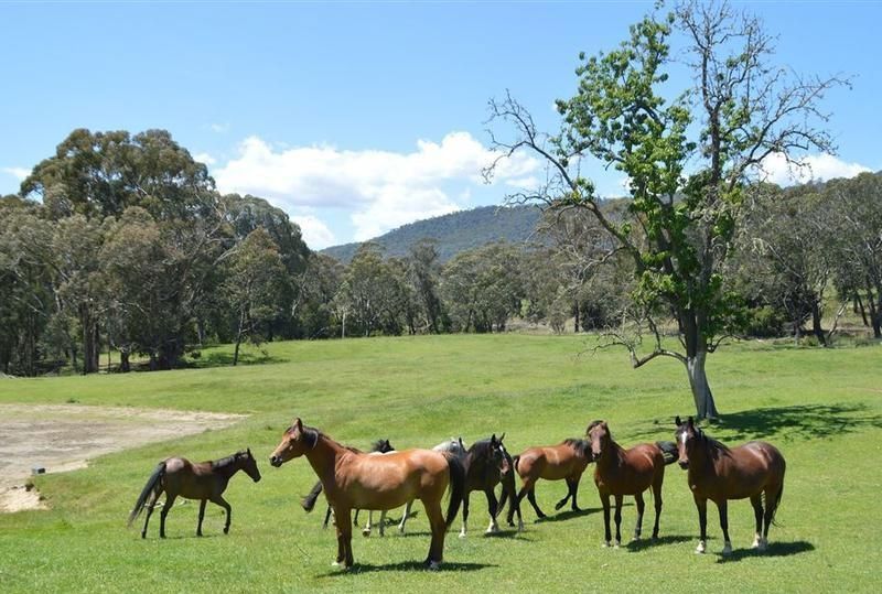 95 Bago Forest Road Tumbarumba NSW 2653