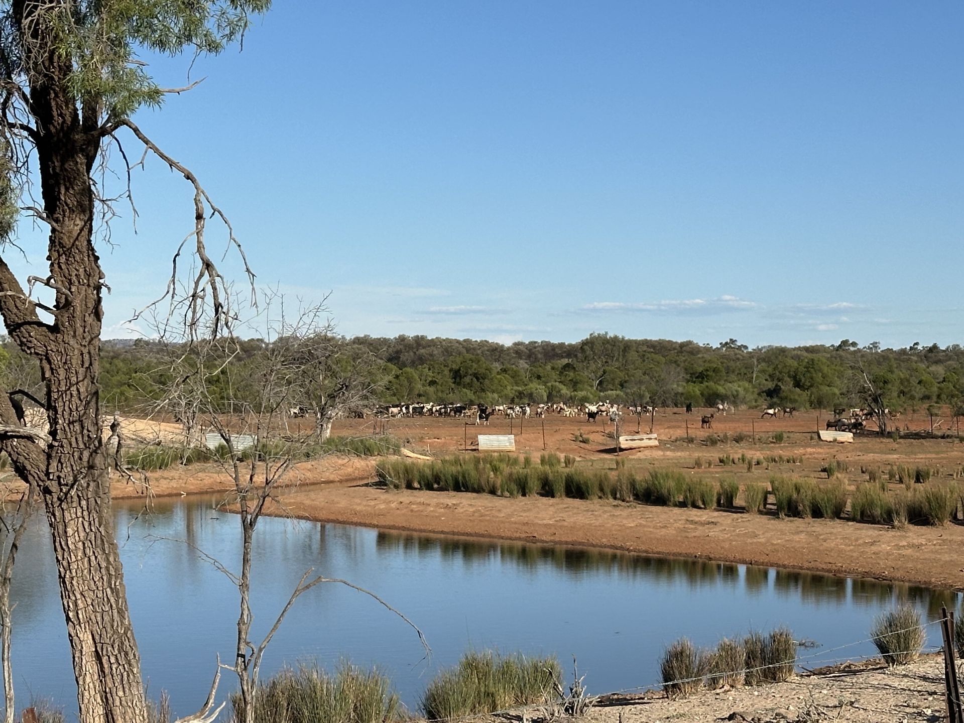  Ben Lomond Road Gunderbooka NSW 2840