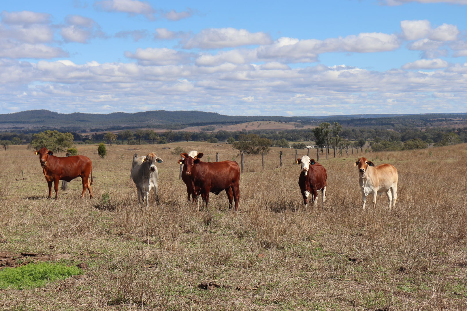 95 Monto-Mount Perry Road Tellebang QLD 4630