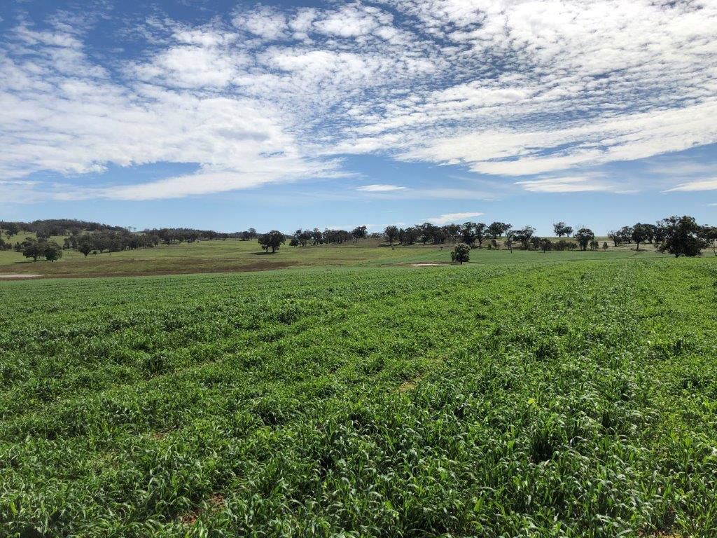 317 Bald Hill Road Goolma NSW 2852