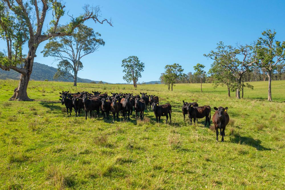 785 Toms Creek Road Ellenborough NSW 2446