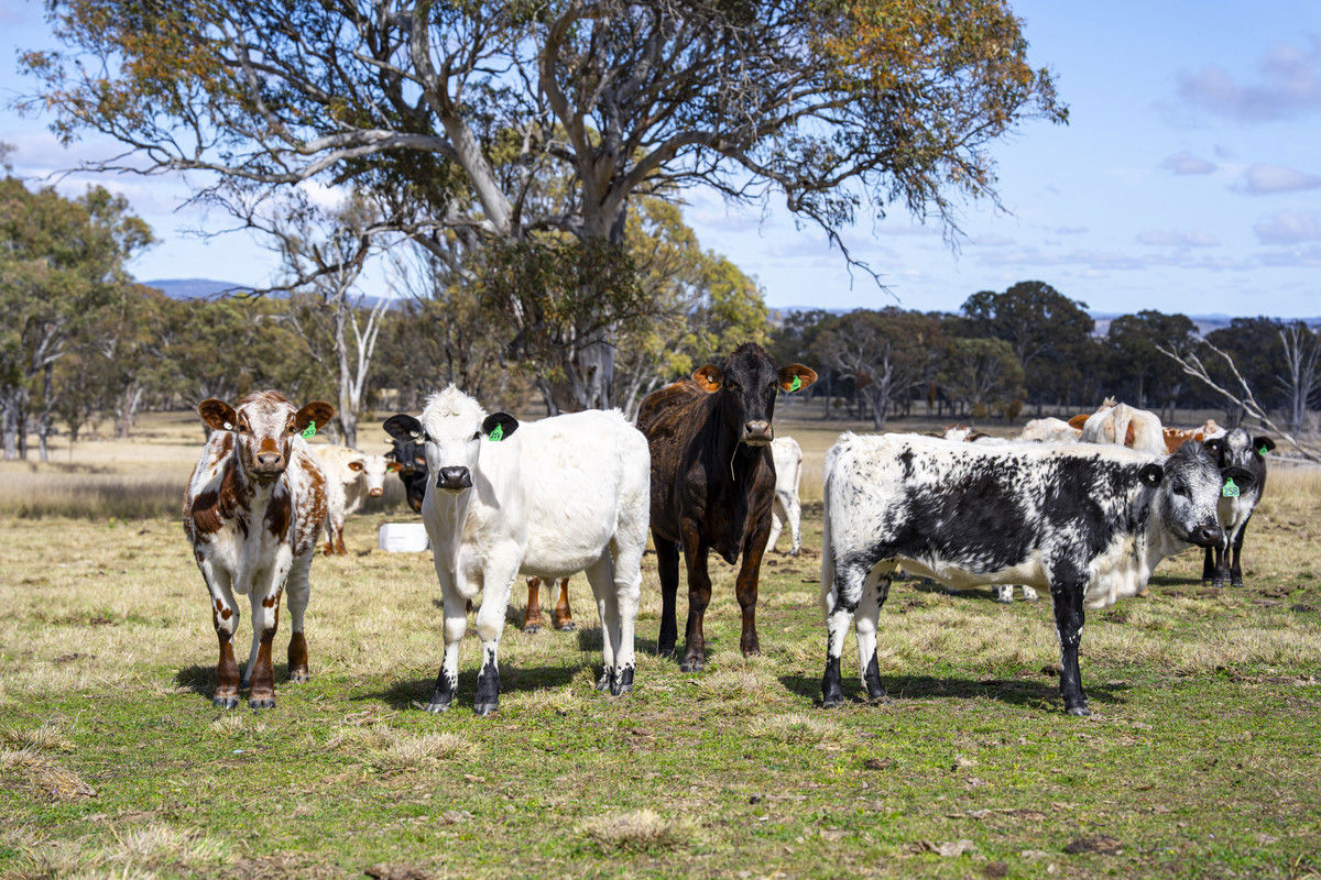 1953 Rabbit Fence Road Passchendaele QLD 4352