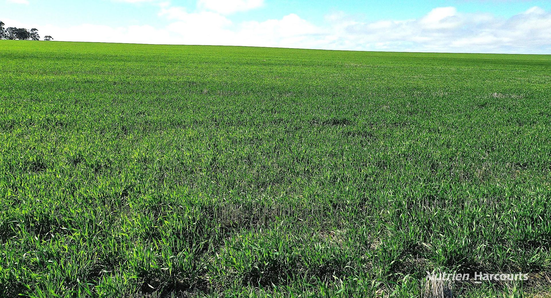 1905 Dalwallinu West Road Miling WA 6575