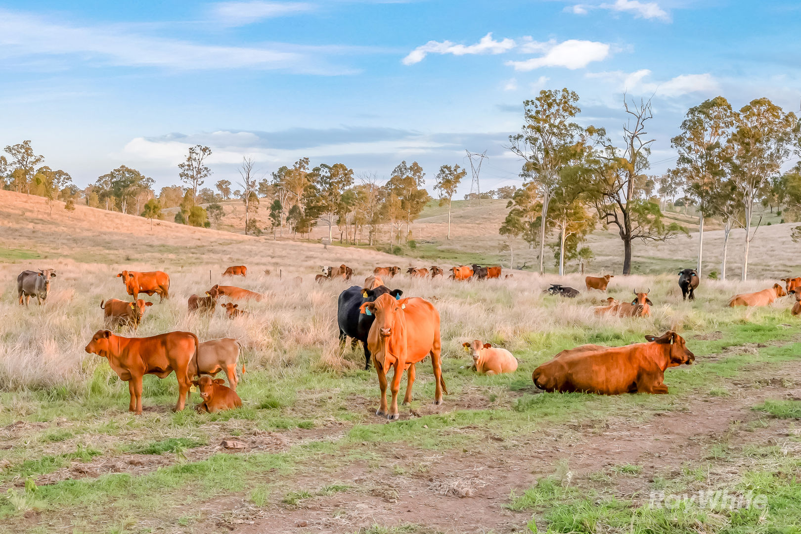 595 Walla Road Morganville QLD 4671