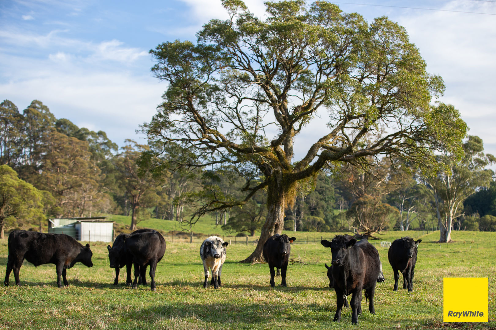 6060 Waterfall Way Dorrigo NSW 2453
