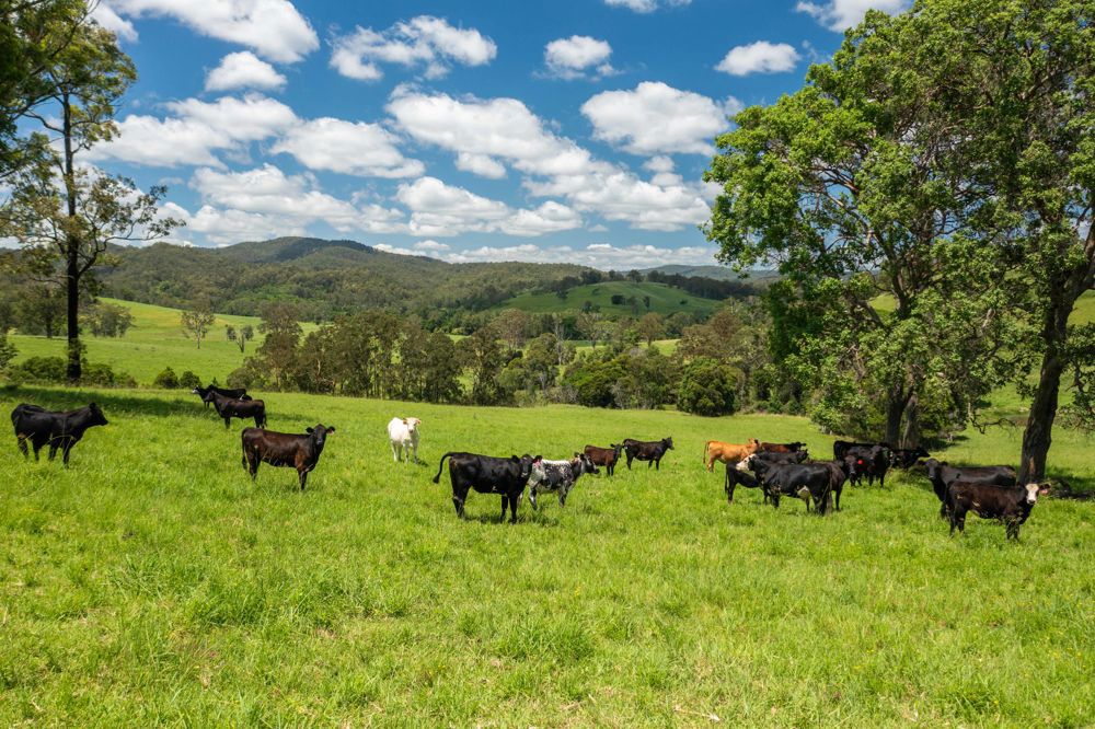 310 Yessabah Road Yessabah NSW 2440