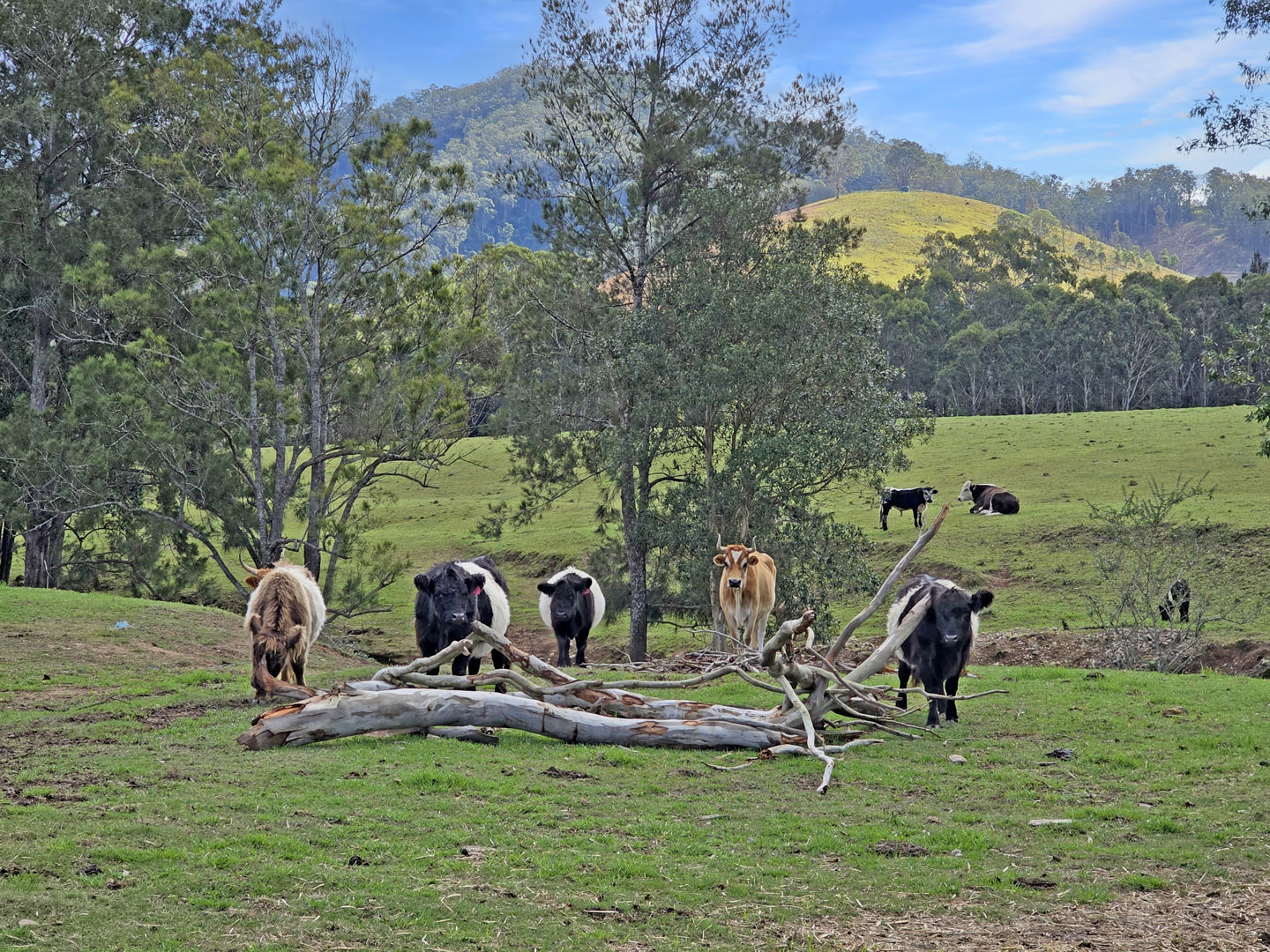 1282 Waukivory Road, Waukivory VIA Gloucester NSW 2422