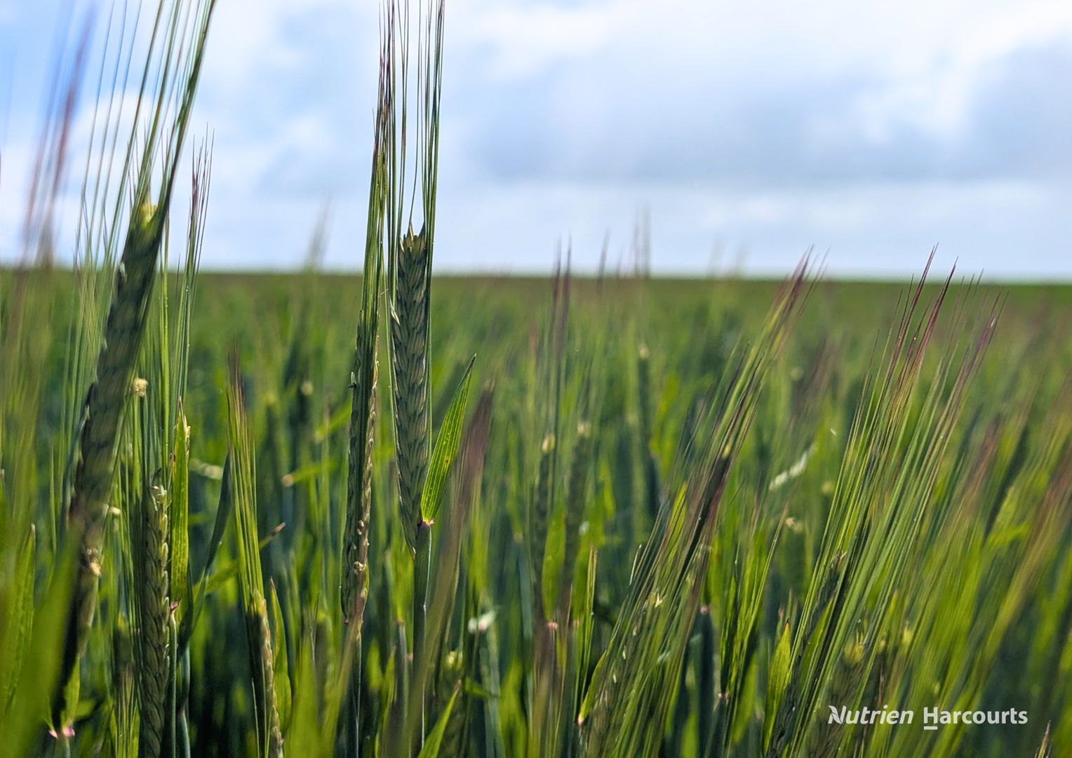 Lot 16017 Tammin Wyalkatchem Road Wyalkatchem WA 6485