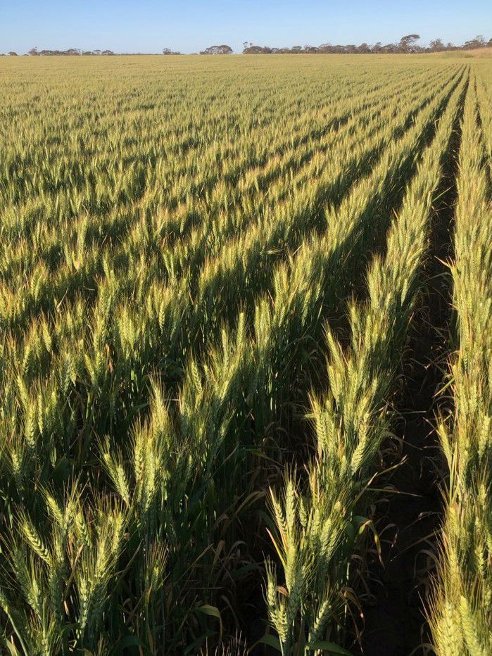 Lot 2432 Holt Rock Road East Holt Rock WA 6355