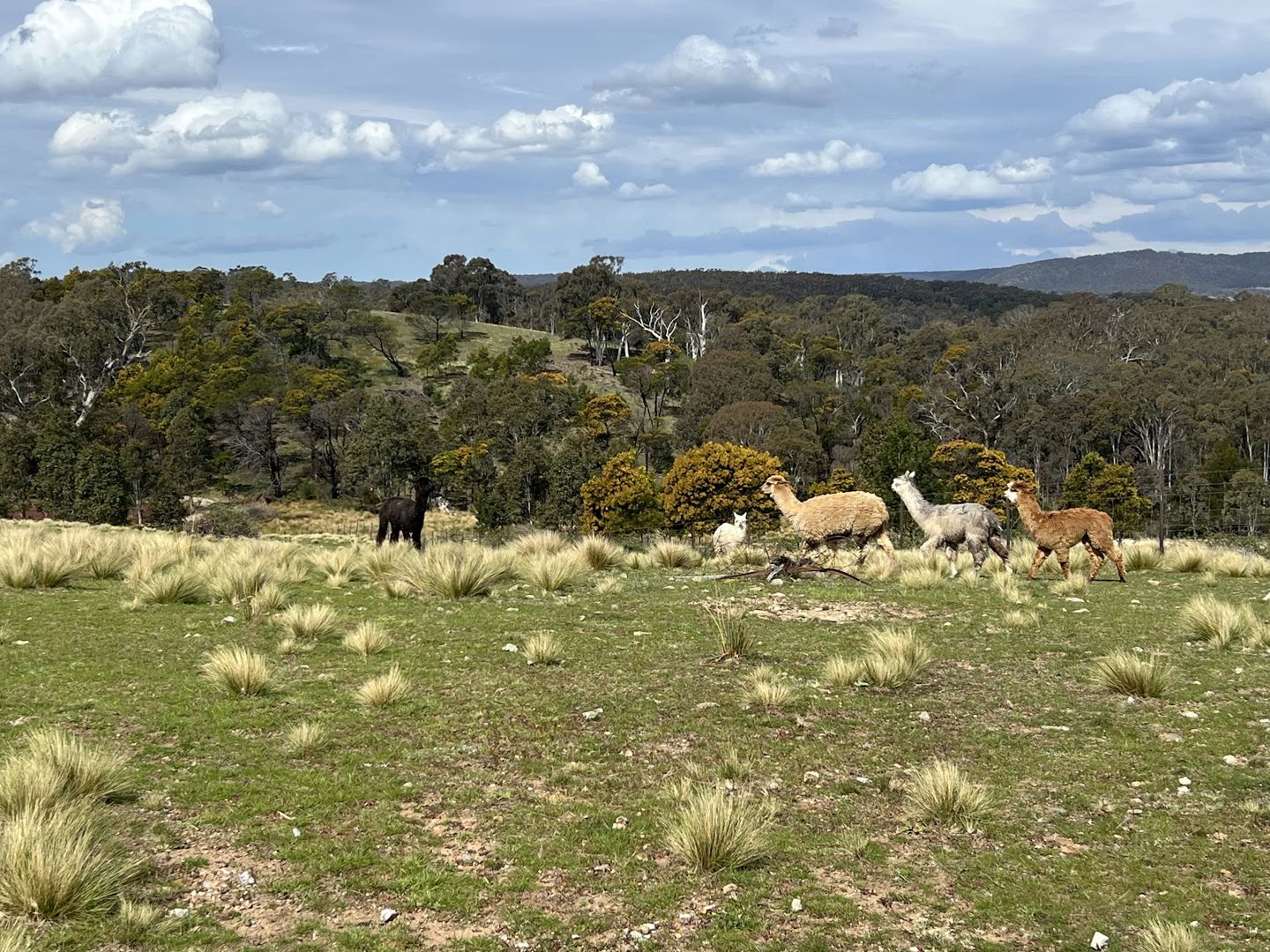 540 Marble Hill Road Kingsdale NSW 2580