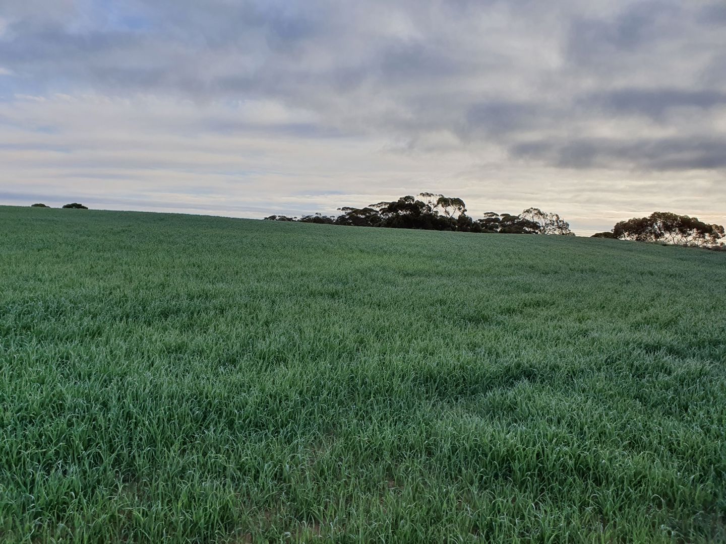 1719 New Well Road Waikerie SA 5330