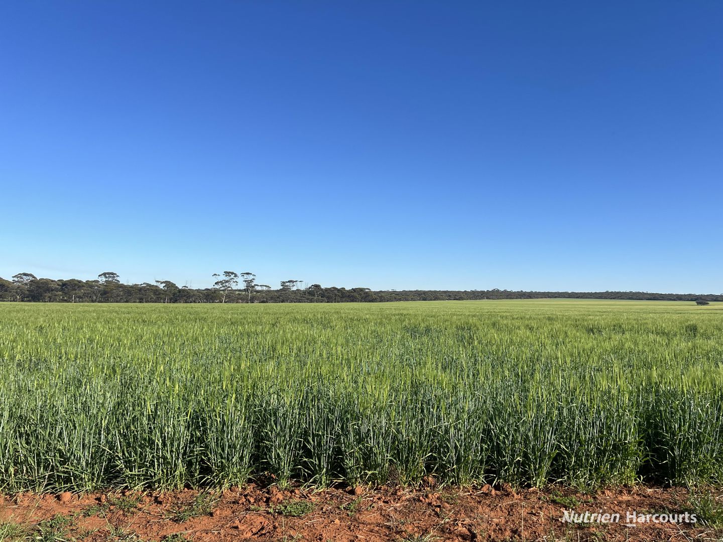 1650 Dulyalbin Road South Bodallin WA 6424