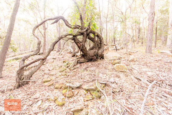 62 Una Road Bucketty NSW 2250