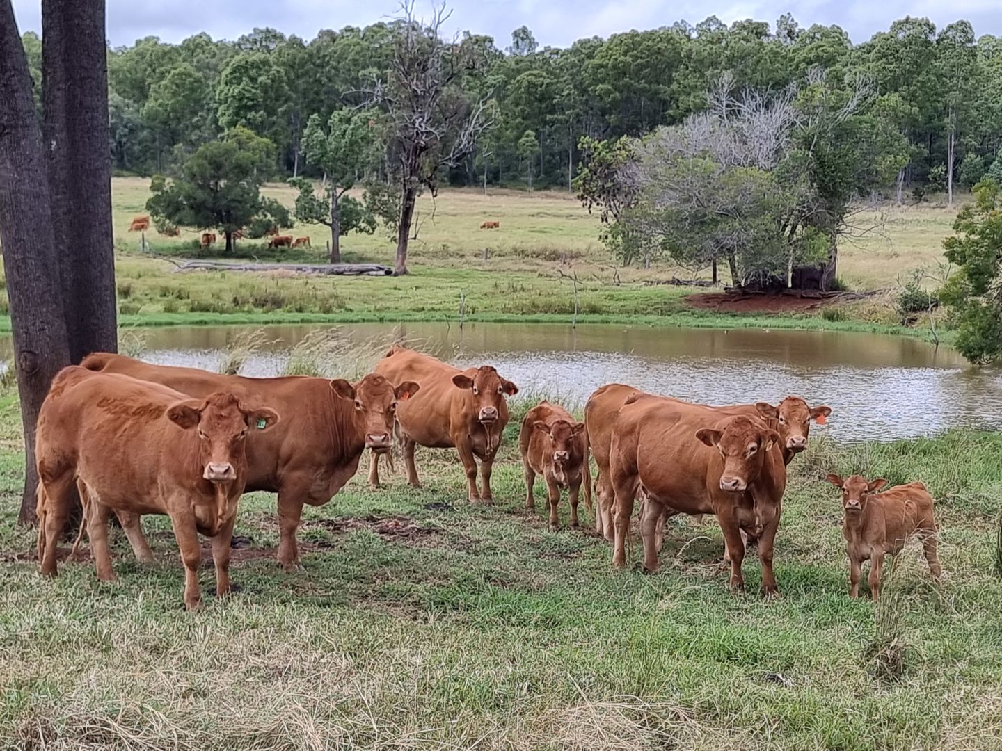 725 Mount Mceuen Road Wondai QLD 4606