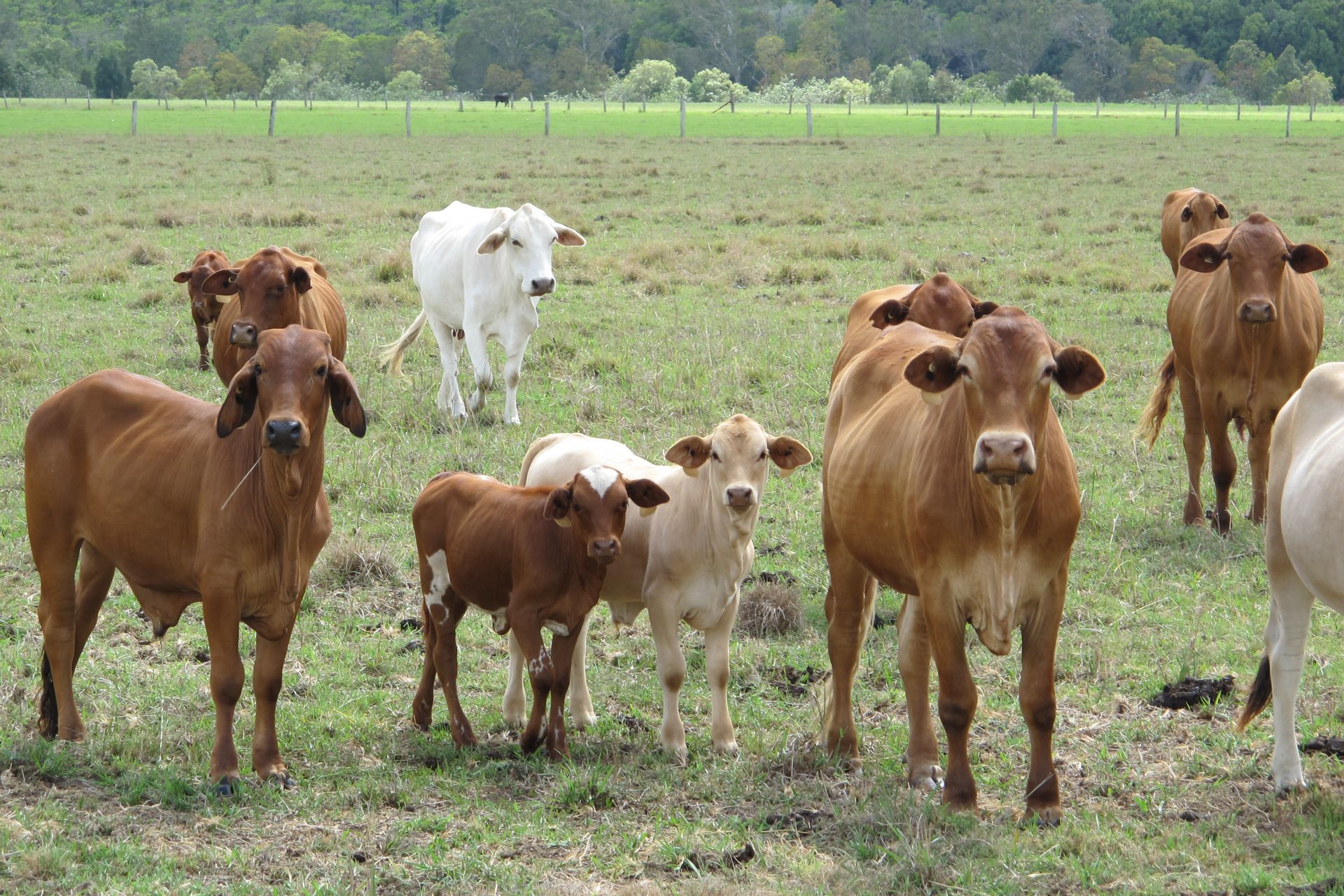 199 Yandina Bli Bli Road Maroochy River QLD 4561