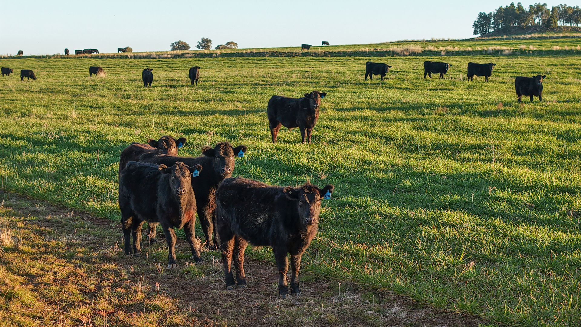 38 Tallawonga Road Elong Elong NSW 2831