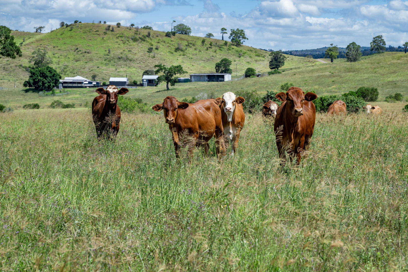 'Double Kn Nangur Road Tansey QLD 4601