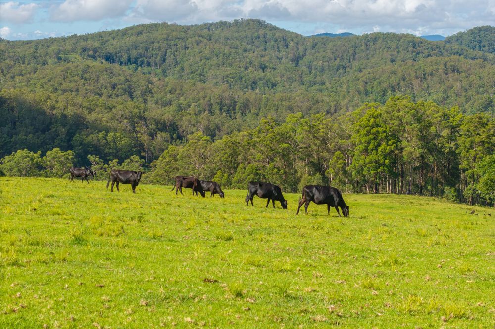 669 Costigans Road Yarras NSW 2446
