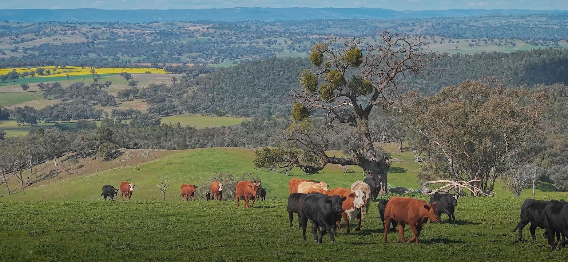 350 Ingles Road NEUREA Via Wellington NSW 2820