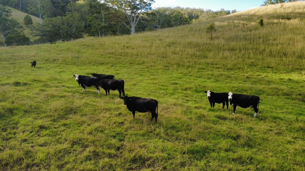 486 North Branch Rd Upsalls Creek NSW 2439