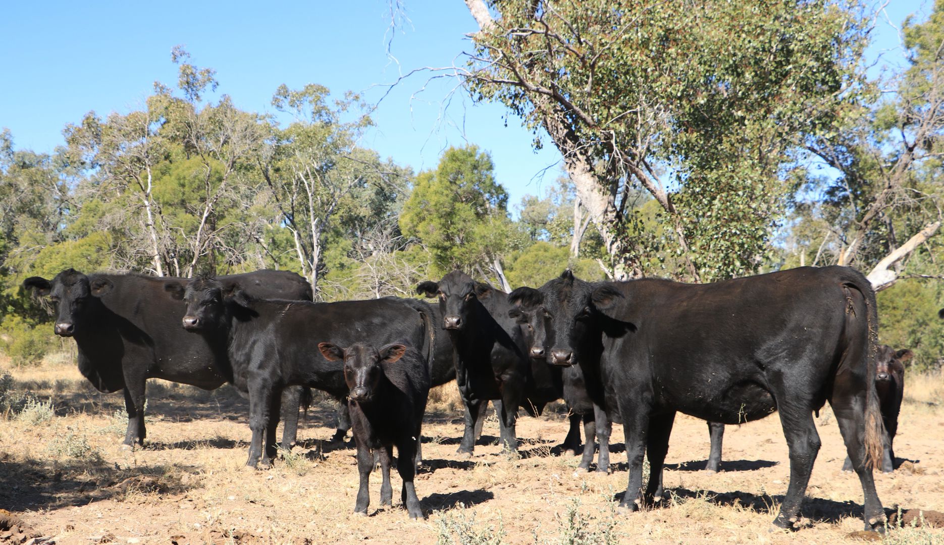 1100 Rocky Rd Sommariva Via Morven QLD 4468