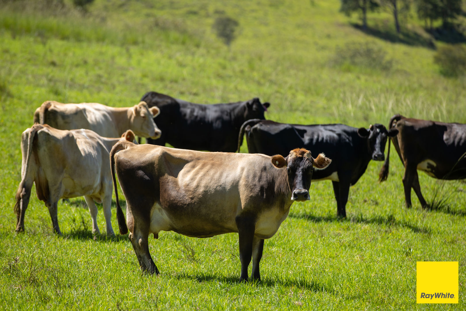 1989 Waukivory Road, Waukivory via Gloucester NSW 2422