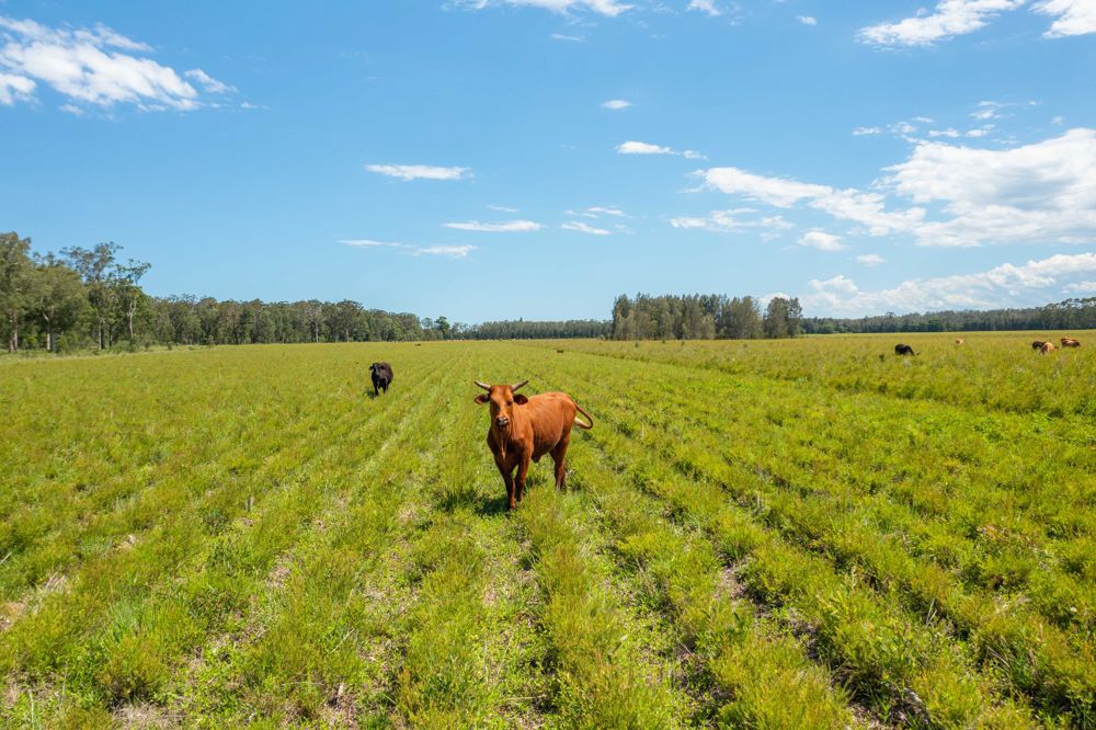 1205 Maria River Road Limeburners Creek NSW 2444