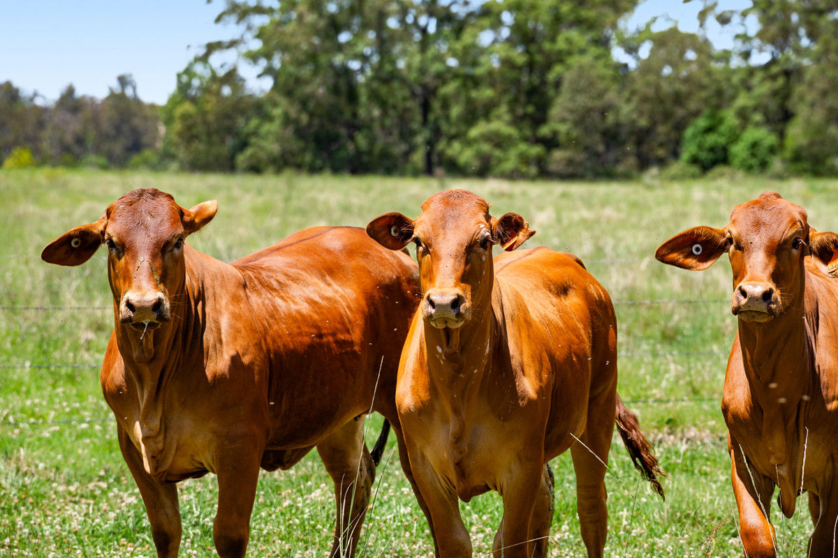 1334 Palms Road Upper Yarraman QLD 4614