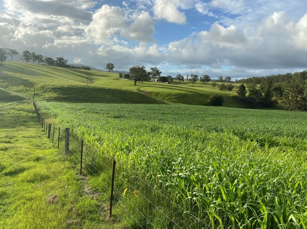 800 Toms Gully Rd Hickeys Creek NSW 2440