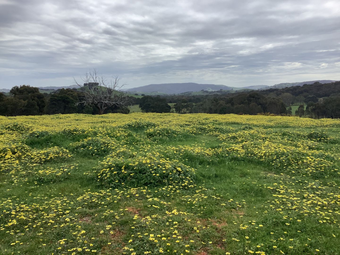 20 Chetwynd Road Whiteheads Creek VIC 3660