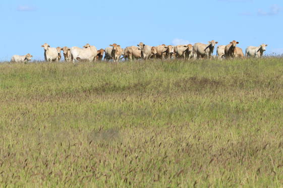 236 Tiger Scrub Road Roma QLD 4455