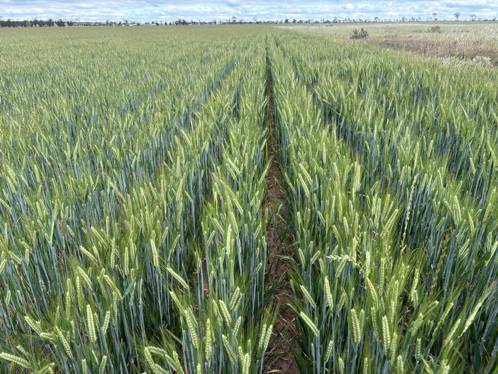 . 'Evandale' Kellerberrin WA 6410
