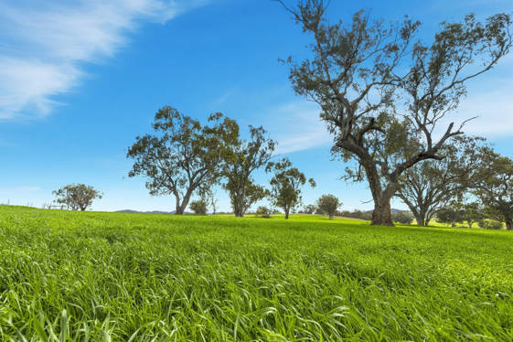 9091 Mitchell Highway Wellington NSW 2820
