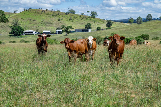 'Double Kn Nangur Road Tansey QLD 4601
