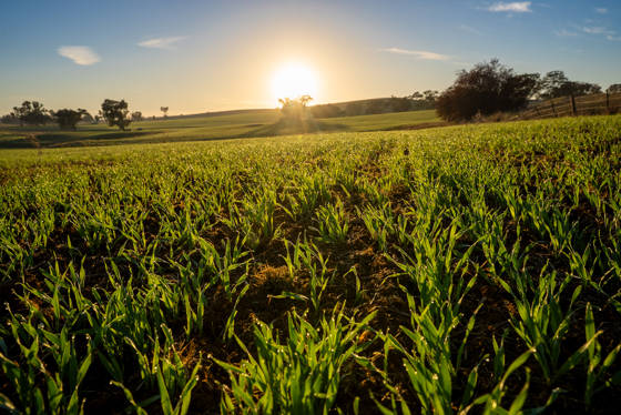 1629 Darby Falls Road Cowra NSW 2794