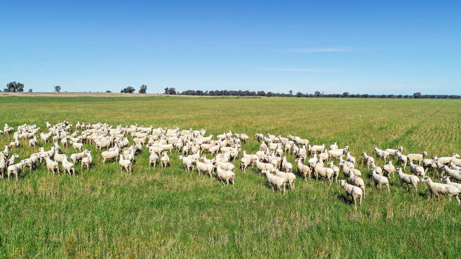 25L & 40R North Terramungamine Road Dubbo NSW 2830