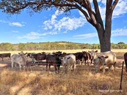 Farm Property for Sale - Copley WA 6562