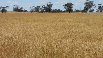 Farm Property for Sale - Lots  31 & Aerodrome Road Bordertown SA 5268