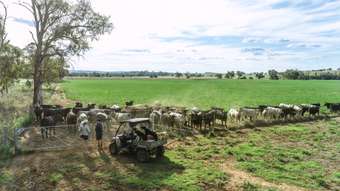 Farm Property for Sale - 3408 Warrumbungle Way Binnaway NSW 2395