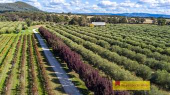 Farm Property for Sale - 66 Pipeclay Lane Mudgee NSW 2850