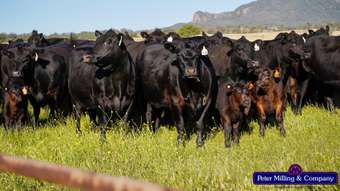 Farm Property for Sale - &amp;apos; Top Walga Road, Warrumbungle NSW 2828