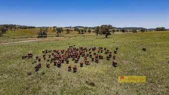 Farm Property for Sale - 735 Kaludabah Road Mudgee NSW 2850