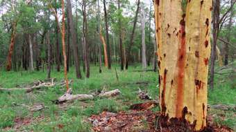 Farm Property for Sale - Lot 5 Nyora Road Leyburn QLD 4365