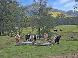 1282 Waukivory Road, Waukivory VIA Gloucester NSW 2422