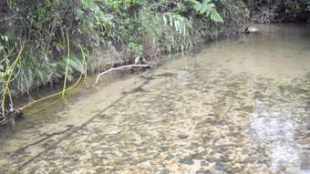 Farm Property for Sale - Silkwood QLD 4856