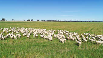 Farm Property for Sale - 25L & 40R North Terramungamine Road Dubbo NSW 2830